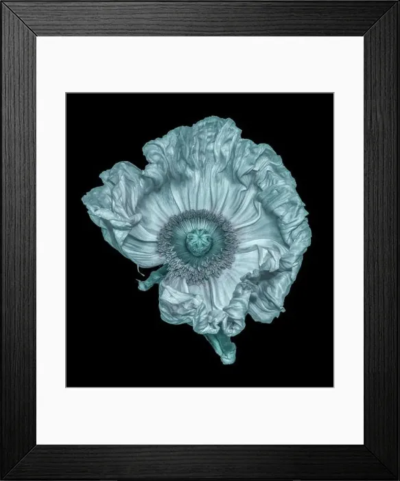 Framed Print : Floral fine art still life detailed monochrome olive green macro flower image of a satin / silk poppy wide opened blossom Framed Print : Floral fine art still life detailed monochrome olive green macro flower image of a satin / silk poppy wide opened blossom