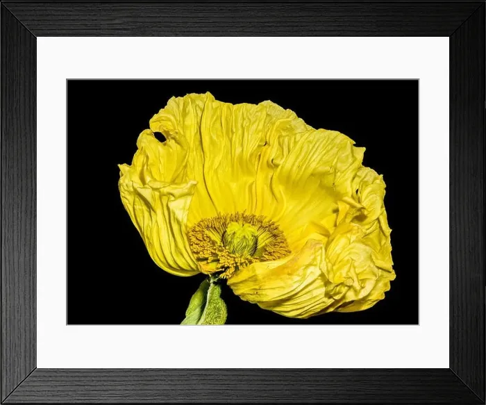 Framed Print : Floral fine art still life detailed color macro flower portrait of a single isolated yellow satin / silk poppy wide open
