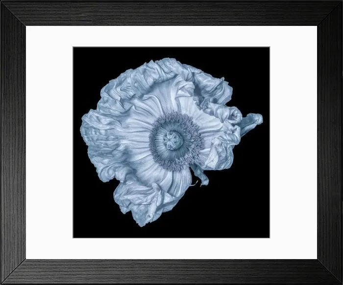 Framed Print : Floral fine art still life detailed monochrome light blue macro flower image of a satin / silk poppy wide opened blossom