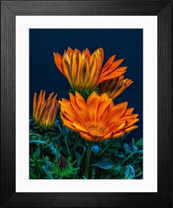 Framed Print : Fine art still life color flower macro portrait of a blooming wide open orange delosperma blossoms Framed Print : Fine art still life color flower macro portrait of a blooming wide open orange delosperma blossoms
