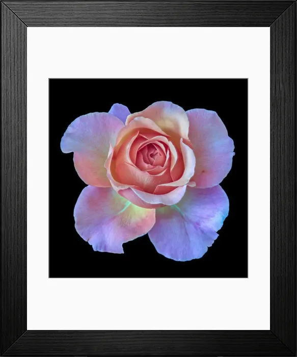 Framed Print : Pastel color fine art still life floral macro flower image of a single isolated red violet pink flowering blooming rose Framed Print : Pastel color fine art still life floral macro flower image of a single isolated red violet pink flowering blooming rose