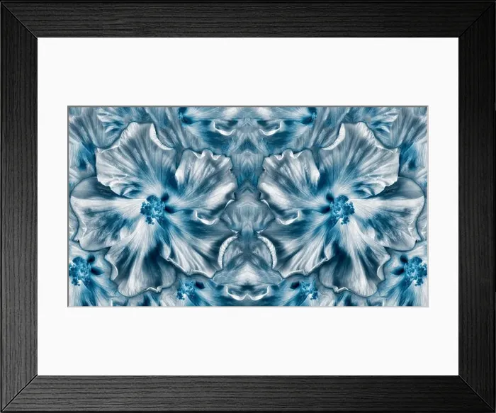 Framed Print : Fine art still life floral monochrome macro flower texture of blooming wide open blue hibiscus blossoms Framed Print : Fine art still life floral monochrome macro flower texture of blooming wide open blue hibiscus blossoms