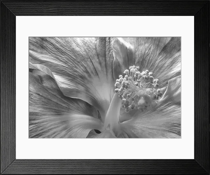 Framed Print : Bright monochrome black Framed Print : Bright monochrome black
