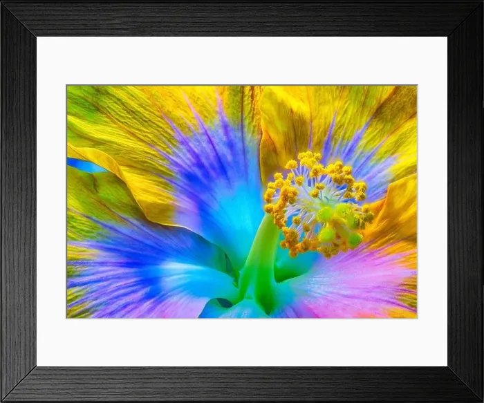 Framed Print : Colorful fine art still life artistic floral macro portrait of a single isolated flowering hibiscus blossom in pop art Framed Print : Colorful fine art still life artistic floral macro portrait of a single isolated flowering hibiscus blossom in pop art