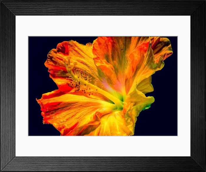Framed Print : Colorful fine art fantasy macro portrait of a single isolated hibiscus blossom on black background in pop-art painting Framed Print : Colorful fine art fantasy macro portrait of a single isolated hibiscus blossom on black background in pop-art painting
