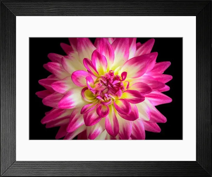 Framed Print : Floral fine art still life detail color flower macro portrait of a single isolated blooming pink white yellow open Framed Print : Floral fine art still life detail color flower macro portrait of a single isolated blooming pink white yellow open