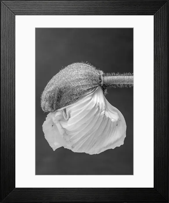 Framed Print : Floral fine art still life detailed monochrome macro flower portrait of a young satin / silk poppy blossom isolated Framed Print : Floral fine art still life detailed monochrome macro flower portrait of a young satin / silk poppy blossom isolated