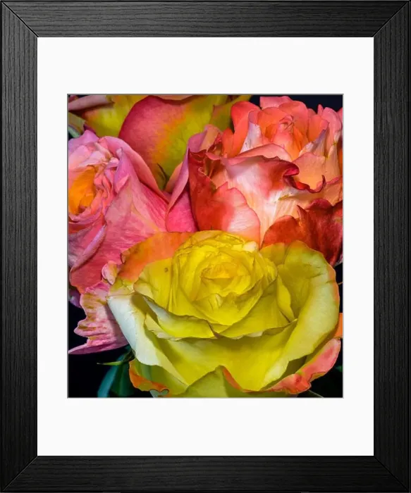 Framed Print : Floral color still life fine art macro flower portrait of a blooming colorful red Framed Print : Floral color still life fine art macro flower portrait of a blooming colorful red