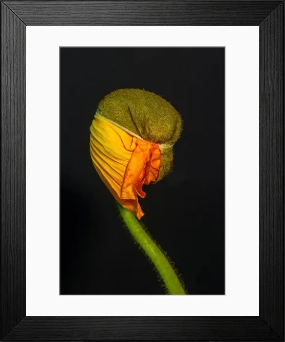 Framed Print : Floral fine art still life detailed color macro flower portrait of a young orange yellow satin / silk poppy blossom Framed Print : Floral fine art still life detailed color macro flower portrait of a young orange yellow satin / silk poppy blossom