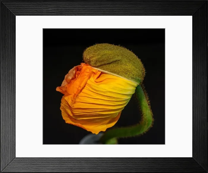 Framed Print : Floral fine art still life detailed color macro flower portrait of a young orange yellow satin / silk poppy blossom Framed Print : Floral fine art still life detailed color macro flower portrait of a young orange yellow satin / silk poppy blossom