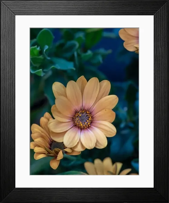 Framed Print : Fine art still life color flower macro of a wide open blooming yellow african cape daisy / marguerite blossom Framed Print : Fine art still life color flower macro of a wide open blooming yellow african cape daisy / marguerite blossom