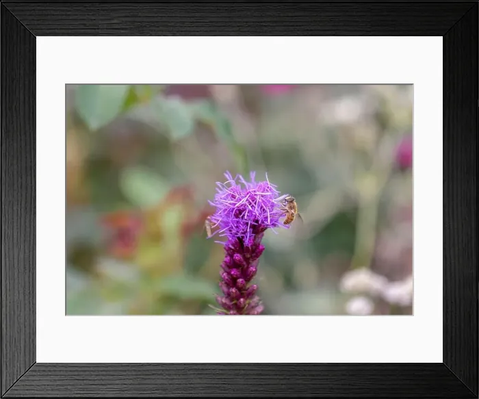 Framed Print : Color outdoor nature image of a single isolated violet liatris / blazing star blossom Framed Print : Color outdoor nature image of a single isolated violet liatris / blazing star blossom