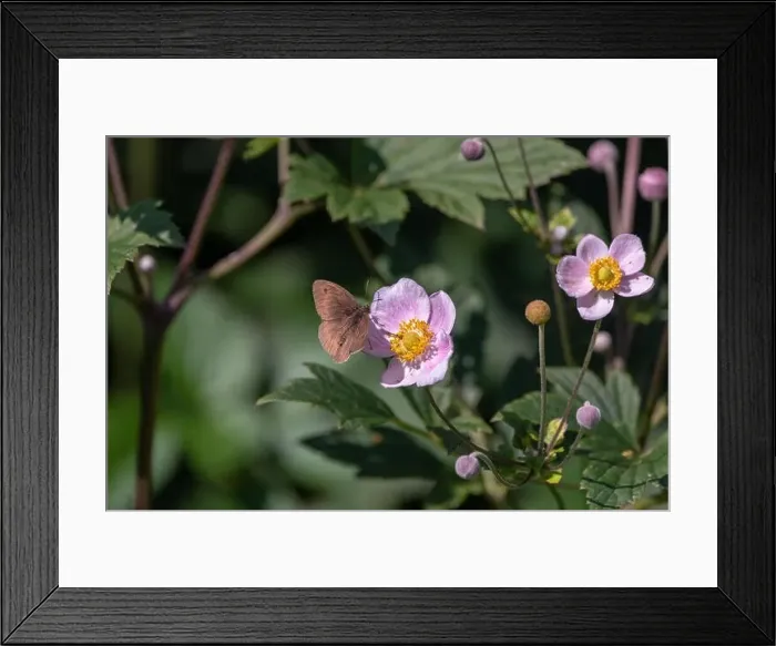 Framed Print : Outdoor summer / spring color image of a single meadow brown butterfly sitting on a pink anemone blossom Framed Print : Outdoor summer / spring color image of a single meadow brown butterfly sitting on a pink anemone blossom