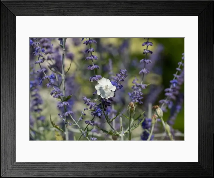 Framed Print : Natural color outdoor macro of a wide open white blooming crown campion with an insect surrounded by dark blue violet Framed Print : Natural color outdoor macro of a wide open white blooming crown campion with an insect surrounded by dark blue violet