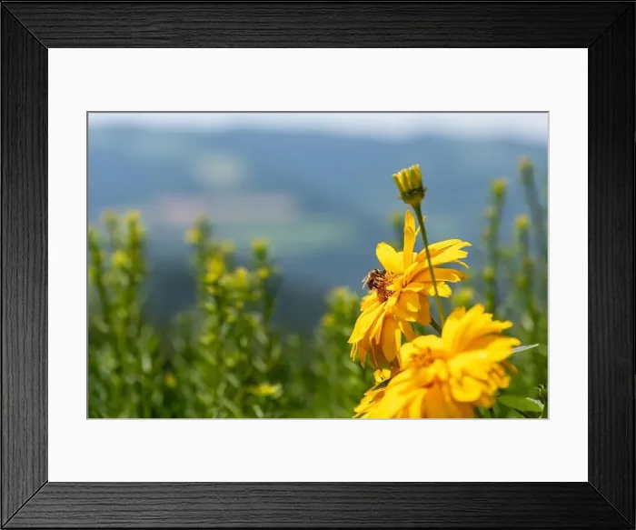 Framed Print : Outdoor floral macro of yellow blooming false sunflower / heliopsis sunflowers with a bee on blurred rural landscape Framed Print : Outdoor floral macro of yellow blooming false sunflower / heliopsis sunflowers with a bee on blurred rural landscape
