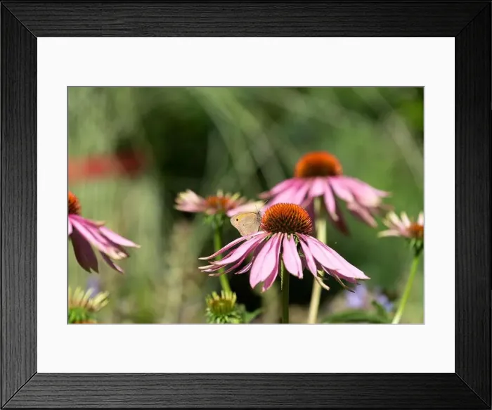 Framed Print : Outdoor summer / spring color image of a single meadow brown butterfly sitting on a purple echinacea / coneflower blossom Framed Print : Outdoor summer / spring color image of a single meadow brown butterfly sitting on a purple echinacea / coneflower blossom