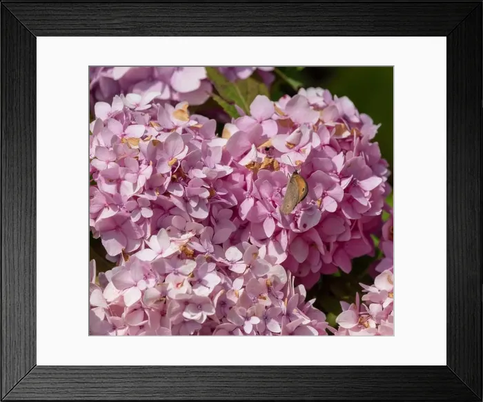 Framed Print : Outdoor summer / spring pastel color portrait of a Meadow Brown butterfly sitting on a pink hydrangea / hortensia blossom Framed Print : Outdoor summer / spring pastel color portrait of a Meadow Brown butterfly sitting on a pink hydrangea / hortensia blossom