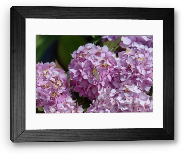 Framed Print : Outdoor summer / spring pastel color portrait of a single Meadow Brown butterfly sitting on a pink hydrangea / hortensia Framed Print : Outdoor summer / spring pastel color portrait of a single Meadow Brown butterfly sitting on a pink hydrangea / hortensia
