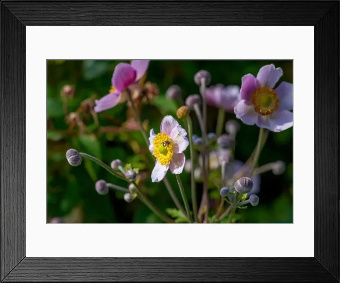 Framed Print : Bright color outdoor floral image of a blooming white light pink autumn anemone with buds taken on a sunny summer day Framed Print : Bright color outdoor floral image of a blooming white light pink autumn anemone with buds taken on a sunny summer day
