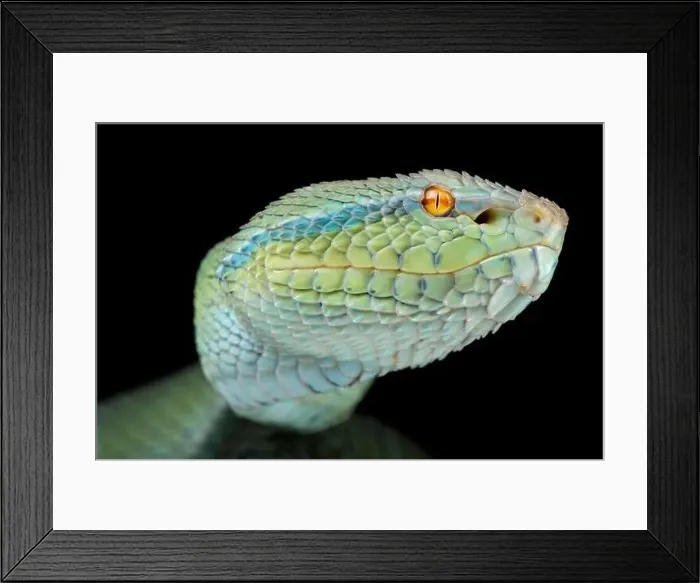 Framed Print : North Philippine temple pitviper (Tropidolaemus subannulatus) Framed Print : North Philippine temple pitviper (Tropidolaemus subannulatus)