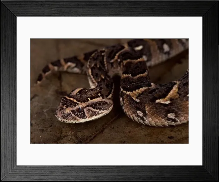 Framed Print : Somali puff adder (Bitis arietans somalica) Framed Print : Somali puff adder (Bitis arietans somalica)