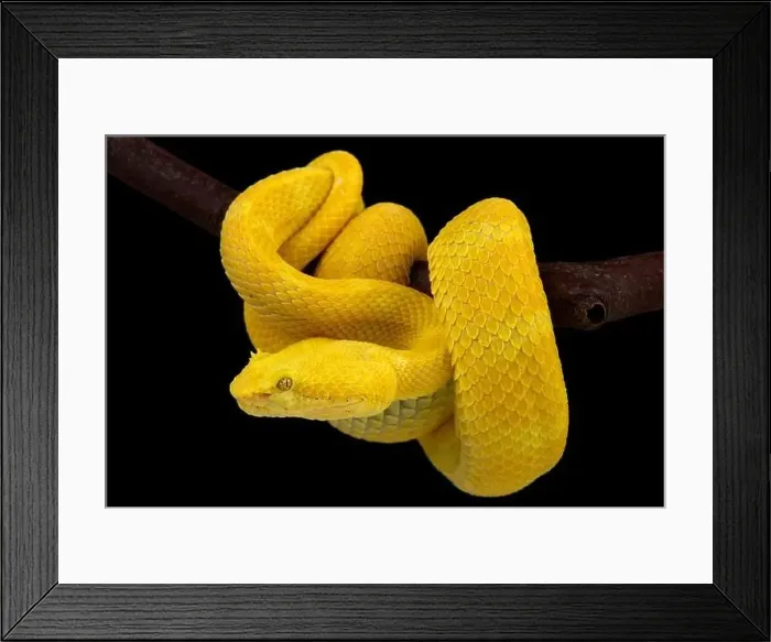 Framed Print : Eyelash viper (Bothriechis schlegelii)