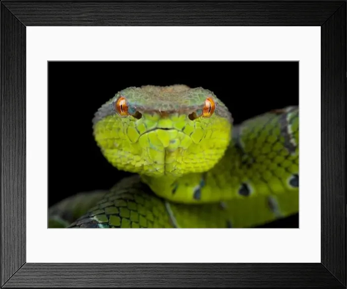 Framed Print : North Philippine temple pitviper (Tropidolaemus subannulatus) Framed Print : North Philippine temple pitviper (Tropidolaemus subannulatus)