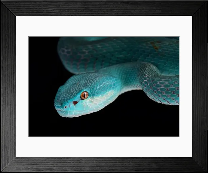 Framed Print : Lesser Sunda pitviper (Trimeresurus insularis) Framed Print : Lesser Sunda pitviper (Trimeresurus insularis)