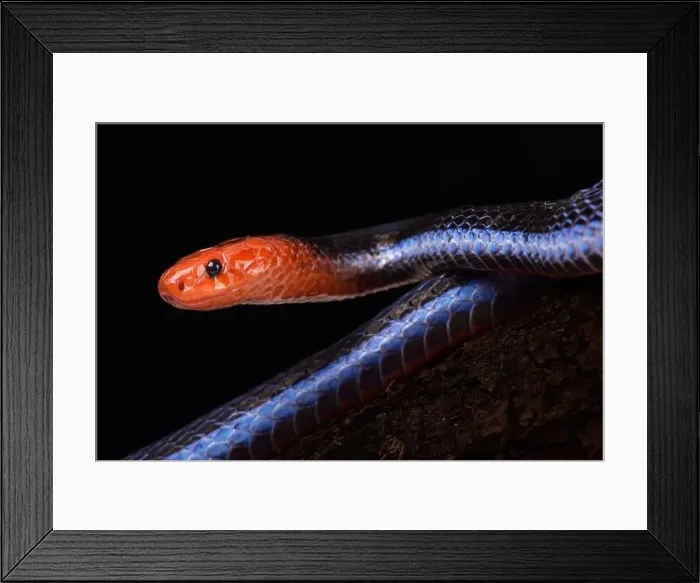 Framed Print : Blue Malaysian Coral Snake (Calliophis bivirgata flaviceps) Framed Print : Blue Malaysian Coral Snake (Calliophis bivirgata flaviceps)