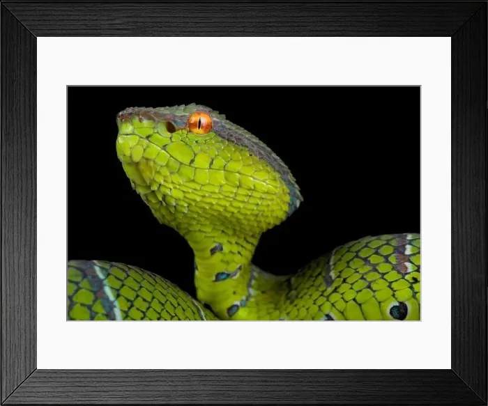 Framed Print : North Philippine temple pitviper (Tropidolaemus subannulatus) Framed Print : North Philippine temple pitviper (Tropidolaemus subannulatus)