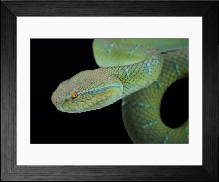 Framed Print : North Philippine temple pitviper (Tropidolaemus subannulatus) Framed Print : North Philippine temple pitviper (Tropidolaemus subannulatus)