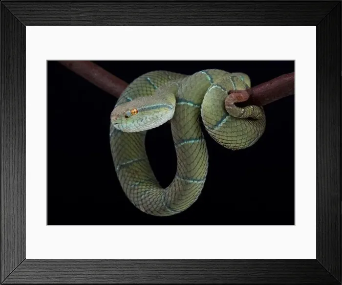 Framed Print : North Philippine temple pitviper (Tropidolaemus subannulatus) Framed Print : North Philippine temple pitviper (Tropidolaemus subannulatus)