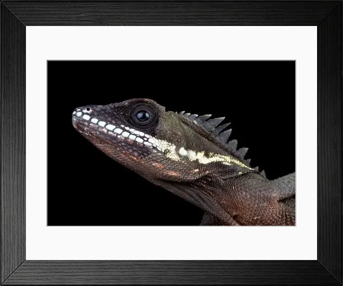 Framed Print : Robinson's Anglehead Lizard (Malayodracon robinsonii) Framed Print : Robinson's Anglehead Lizard (Malayodracon robinsonii)