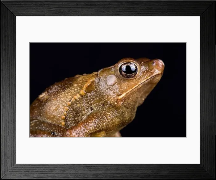 Framed Print : Peruvian helmeted toad (Rhinella roqueana) Framed Print : Peruvian helmeted toad (Rhinella roqueana)