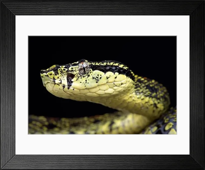 Framed Print : Jerdon's pit viper (Protobothrops jerdoni xanthomelas) Framed Print : Jerdon's pit viper (Protobothrops jerdoni xanthomelas)