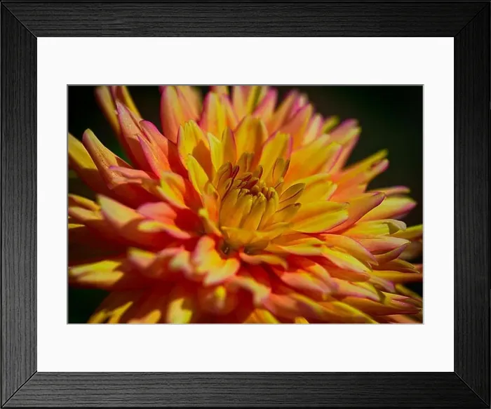 Framed Print : Fine art still life macro portrait of a single isolated yellow orange red dahlia blossom on black background with Framed Print : Fine art still life macro portrait of a single isolated yellow orange red dahlia blossom on black background with