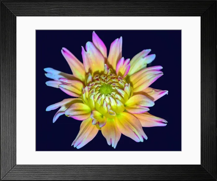 Framed Print : Surreal fantasy flower portrait Framed Print : Surreal fantasy flower portrait