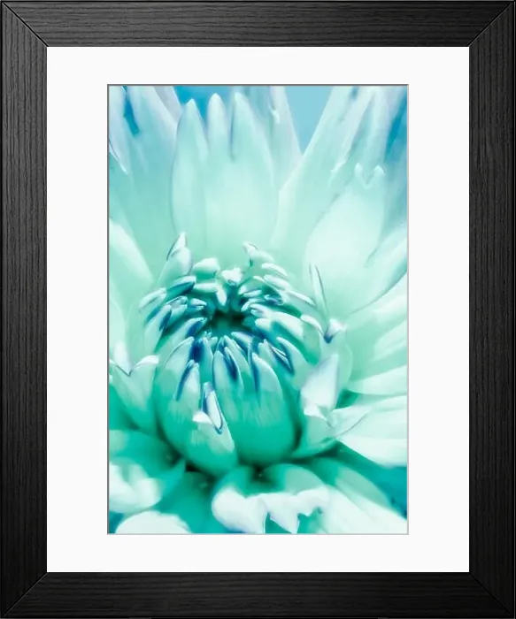 Framed Print : Fine art still life floral surrealistic macro flower portrait of a single isolated blooming flowering turquoise dahlia Framed Print : Fine art still life floral surrealistic macro flower portrait of a single isolated blooming flowering turquoise dahlia