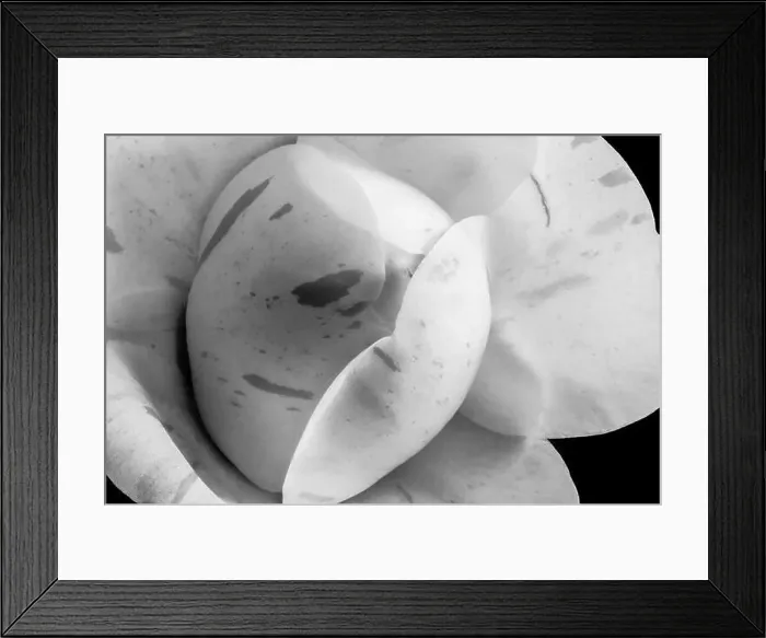 Framed Print : Fine art still life floral monochrome macro of the inner of a single isolated black Framed Print : Fine art still life floral monochrome macro of the inner of a single isolated black