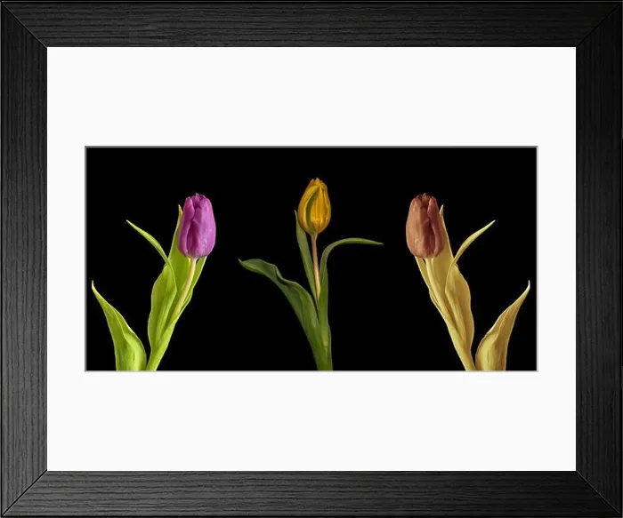 Framed Print : Fine art still life color macro set of three isolated tulip blossoms with leaves Framed Print : Fine art still life color macro set of three isolated tulip blossoms with leaves
