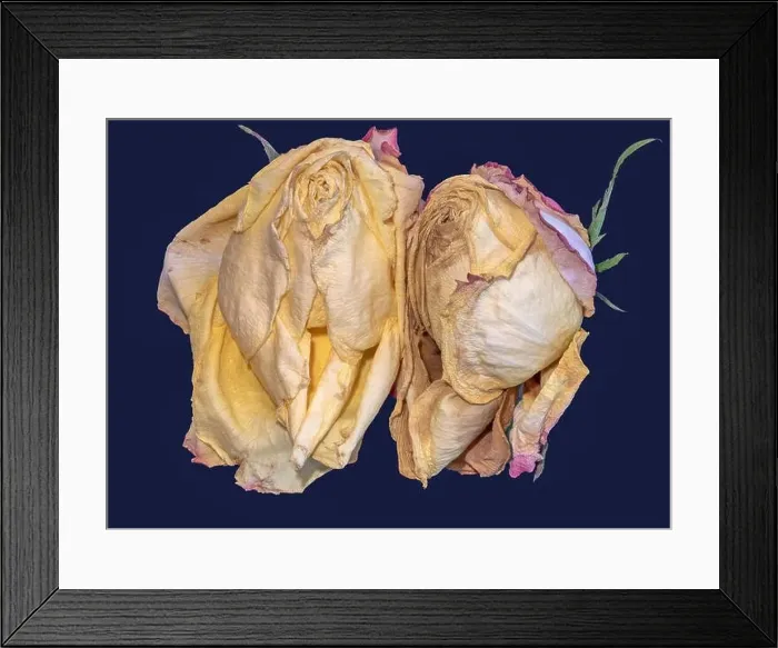 Framed Print : Fine art floral fantasy macro of an isolated old fading yellow pink rose blossom pair on blue background with detailed Framed Print : Fine art floral fantasy macro of an isolated old fading yellow pink rose blossom pair on blue background with detailed