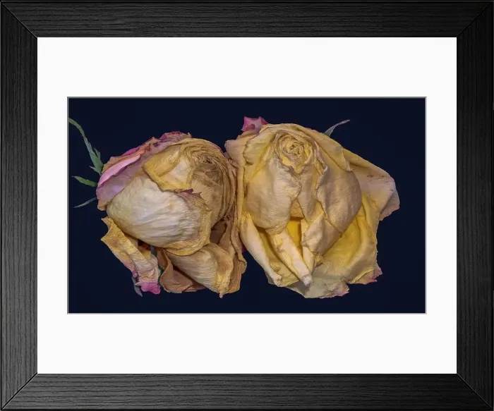 Framed Print : Fine art floral fantasy macro of an isolated old fading yellow pink rose blossom pair on blue background with detailed Framed Print : Fine art floral fantasy macro of an isolated old fading yellow pink rose blossom pair on blue background with detailed
