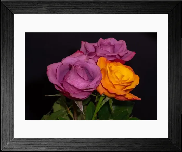 Framed Print : Fine art still life color macro of three red and yellow orange rose blossoms with stem Framed Print : Fine art still life color macro of three red and yellow orange rose blossoms with stem
