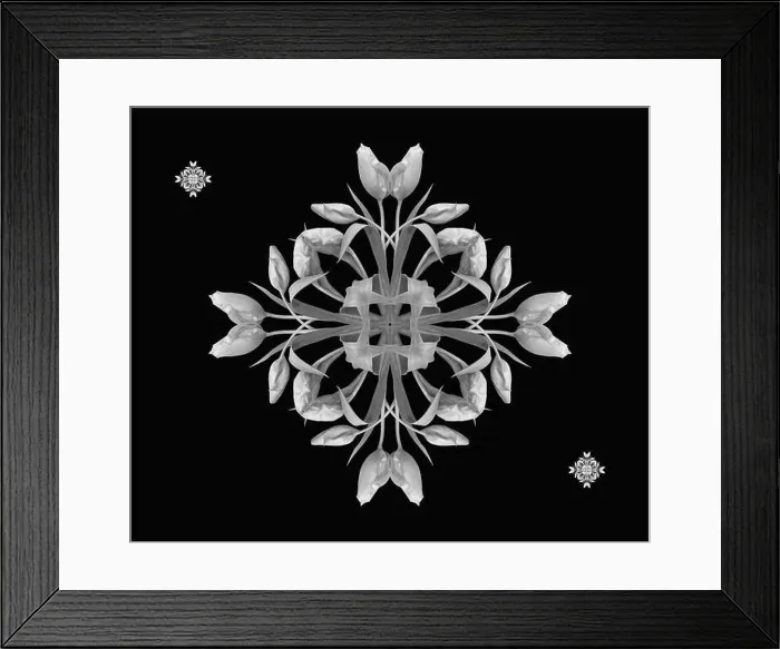 Framed Print : Fine art floral monochrome decorative Framed Print : Fine art floral monochrome decorative