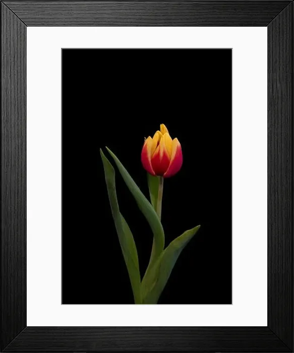 Framed Print : Fine art still life bright colorful macro of a single isolated yellow red closed tulip blossom on black background with Framed Print : Fine art still life bright colorful macro of a single isolated yellow red closed tulip blossom on black background with