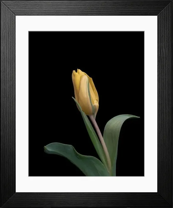 Framed Print : Fine art still life bright colorful macro of a single isolated yellow green closed tulip blossom on black background Framed Print : Fine art still life bright colorful macro of a single isolated yellow green closed tulip blossom on black background