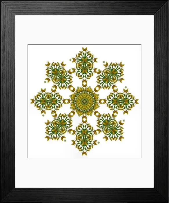 Framed Print : Fine art floral decorative and symmetrical fractal color pattern made from macros of yellow dark green red tulips Framed Print : Fine art floral decorative and symmetrical fractal color pattern made from macros of yellow dark green red tulips