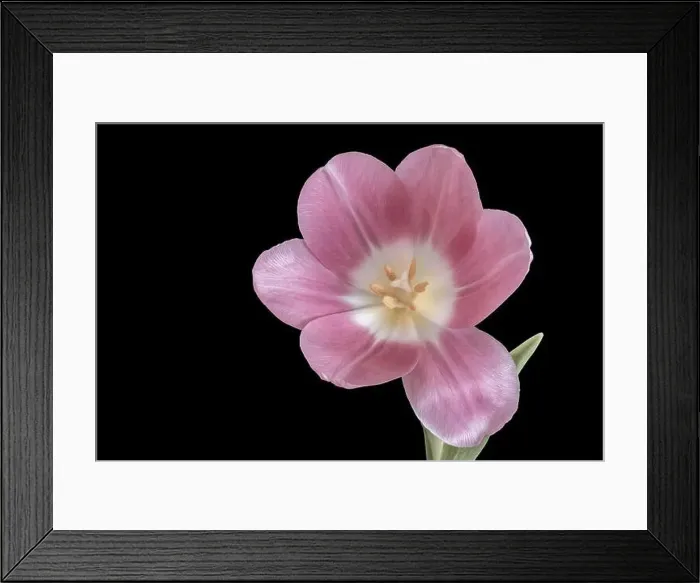 Framed Print : Fine art still life psstel color macro of a single isolated pink glossy open tulip blossom on black background with Framed Print : Fine art still life psstel color macro of a single isolated pink glossy open tulip blossom on black background with
