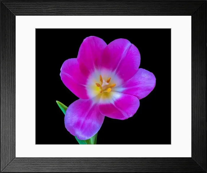 Framed Print : Fine art still life bright colorful macro of a single isolated pink violet glossy open tulip blossom on black Framed Print : Fine art still life bright colorful macro of a single isolated pink violet glossy open tulip blossom on black