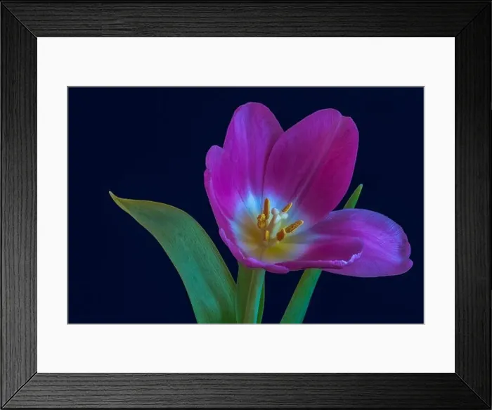 Framed Print : Fine art still life bright colorful macro of a single isolated pink violet open tulip blossom on dark blue background